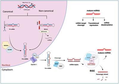 MicroRNAs: exploring their role in farm animal disease and mycotoxin challenges